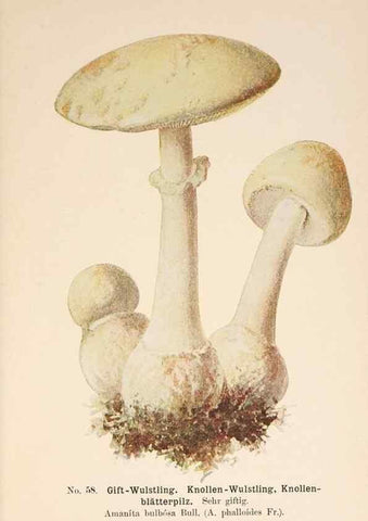 Reproducción/Reproduction 8509420801: Führer für Pilzfreunde.. Zwickau i. S.,Förster & Borries,1896.