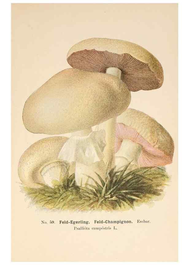 Reproducción/Reproduction 8509421351: Führer für Pilzfreunde.. Zwickau i. S.,Förster & Borries,1896.