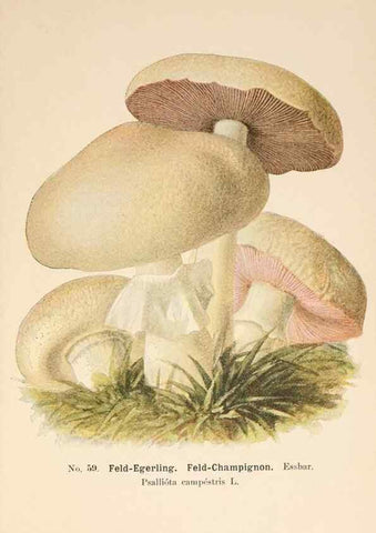 Reproducción/Reproduction 8509421351: Führer für Pilzfreunde.. Zwickau i. S.,Förster & Borries,1896.