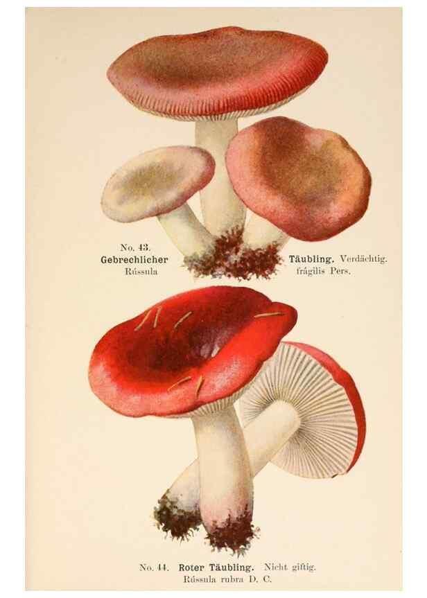 Reproducción/Reproduction 8509414049: Führer für Pilzfreunde.. Zwickau i. S.,Förster & Borries,1896.
