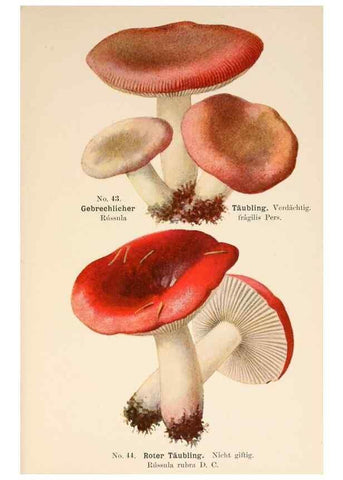 Reproducción/Reproduction 8509414049: Führer für Pilzfreunde.. Zwickau i. S.,Förster & Borries,1896.