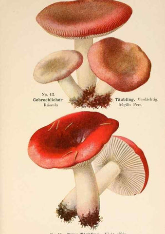 Reproducción/Reproduction 8509414049: Führer für Pilzfreunde.. Zwickau i. S.,Förster & Borries,1896.