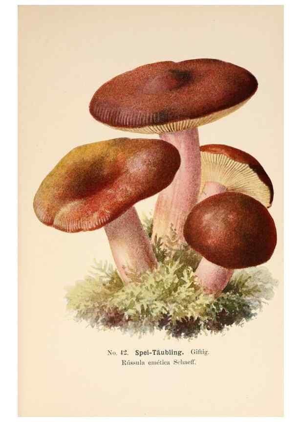 Reproducción/Reproduction 8510522154: Führer für Pilzfreunde.. Zwickau i. S.,Förster & Borries,1896.