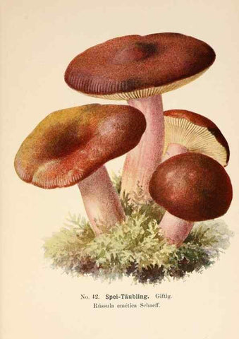 Reproducción/Reproduction 8510522154: Führer für Pilzfreunde.. Zwickau i. S.,Förster & Borries,1896.