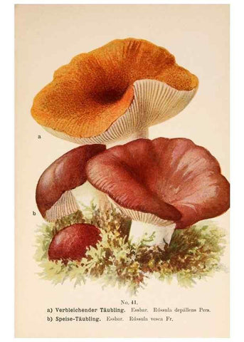 Reproducción/Reproduction 8509413193: Führer für Pilzfreunde.. Zwickau i. S.,Förster & Borries,1896.