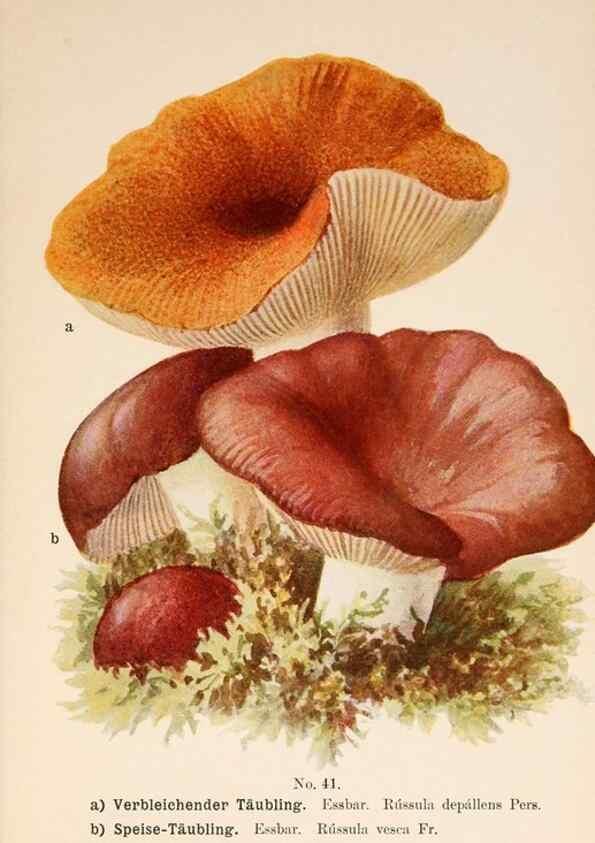 Reproducción/Reproduction 8509413193: Führer für Pilzfreunde.. Zwickau i. S.,Förster & Borries,1896.