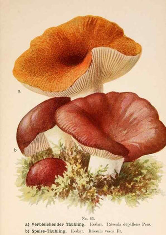 Reproducción/Reproduction 8509413193: Führer für Pilzfreunde.. Zwickau i. S.,Förster & Borries,1896.