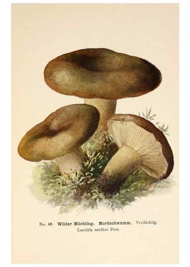 Reproducción/Reproduction 8509412701: Führer für Pilzfreunde.. Zwickau i. S.,Förster & Borries,1896.