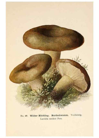 Reproducción/Reproduction 8509412701: Führer für Pilzfreunde.. Zwickau i. S.,Förster & Borries,1896.