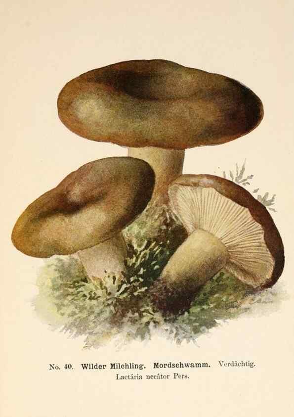 Reproducción/Reproduction 8509412701: Führer für Pilzfreunde.. Zwickau i. S.,Förster & Borries,1896.