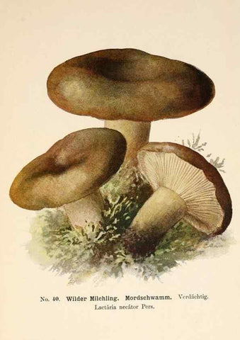 Reproducción/Reproduction 8509412701: Führer für Pilzfreunde.. Zwickau i. S.,Förster & Borries,1896.
