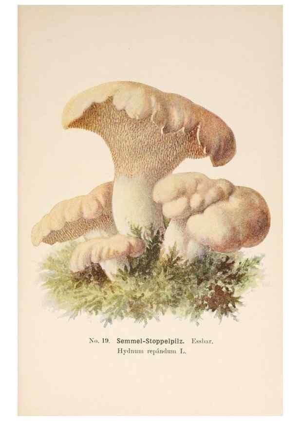 Reproducción/Reproduction 8510515094: Führer für Pilzfreunde.. Zwickau i. S.,Förster & Borries,1896.
