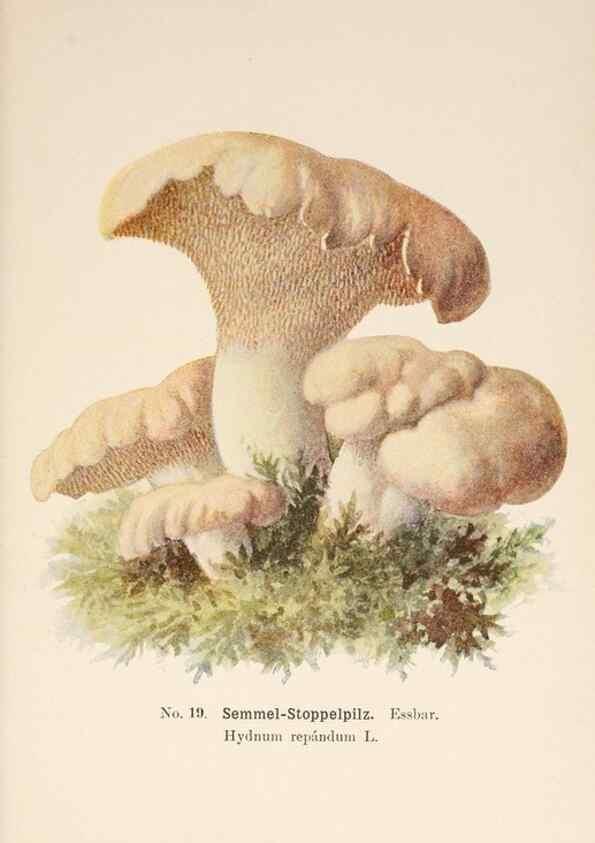Reproducción/Reproduction 8510515094: Führer für Pilzfreunde.. Zwickau i. S.,Förster & Borries,1896.