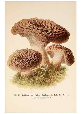 Reproducción/Reproduction 8510515440: Führer für Pilzfreunde.. Zwickau i. S.,Förster & Borries,1896.