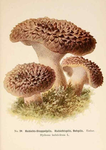 Reproducción/Reproduction 8510515440: Führer für Pilzfreunde.. Zwickau i. S.,Förster & Borries,1896.