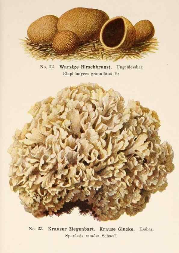 Reproducción/Reproduction 8509407829: Führer für Pilzfreunde.. Zwickau i. S.,Förster & Borries,1896.