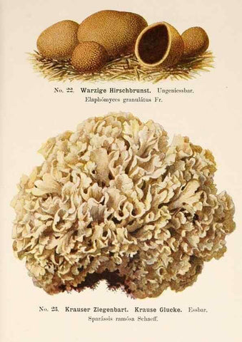 Reproducción/Reproduction 8509407829: Führer für Pilzfreunde.. Zwickau i. S.,Förster & Borries,1896.