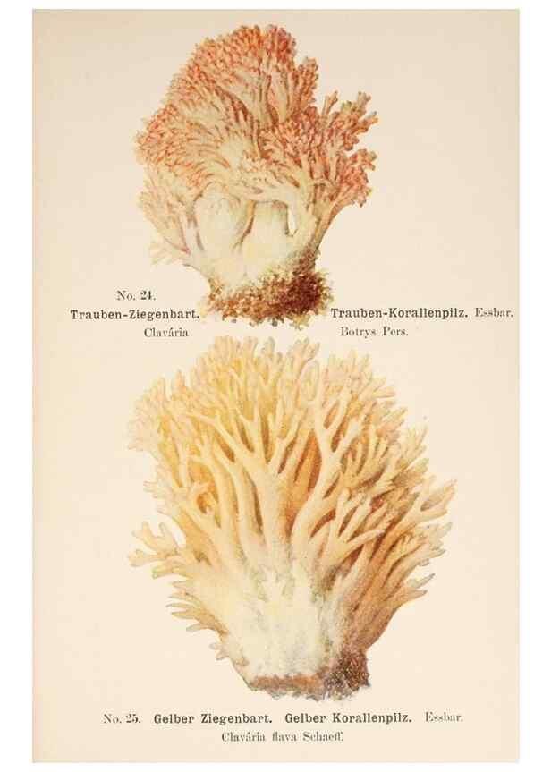 Reproducción/Reproduction 8509408207: Führer für Pilzfreunde.. Zwickau i. S.,Förster & Borries,1896.