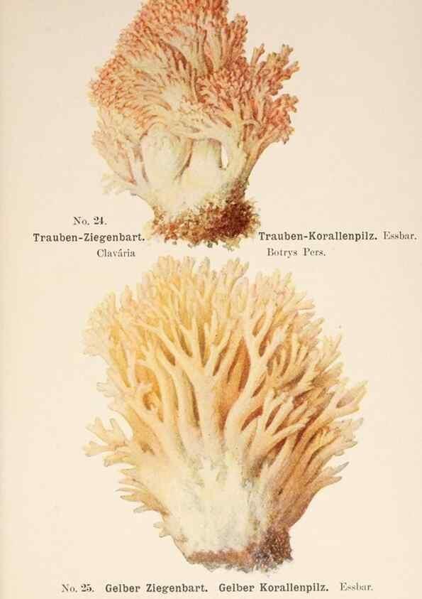 Reproducción/Reproduction 8509408207: Führer für Pilzfreunde.. Zwickau i. S.,Förster & Borries,1896.