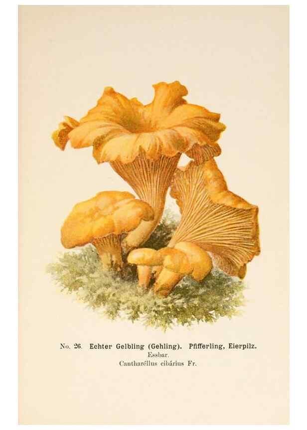 Reproducción/Reproduction 8510517024: Führer für Pilzfreunde.. Zwickau i. S.,Förster & Borries,1896.