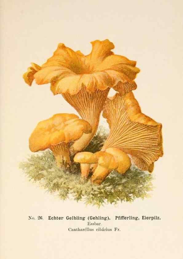 Reproducción/Reproduction 8510517024: Führer für Pilzfreunde.. Zwickau i. S.,Förster & Borries,1896.