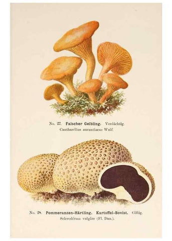 Reproducción/Reproduction 8510517348: Führer für Pilzfreunde.. Zwickau i. S.,Förster & Borries,1896.
