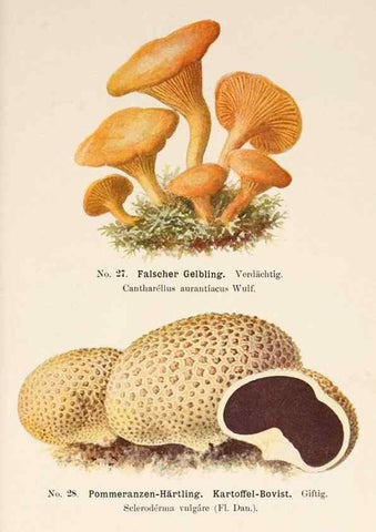 Reproducción/Reproduction 8510517348: Führer für Pilzfreunde.. Zwickau i. S.,Förster & Borries,1896.