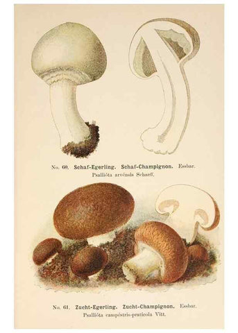 Reproducción/Reproduction 8509421735: Führer für Pilzfreunde.. Zwickau i. S.,Förster & Borries,1896.