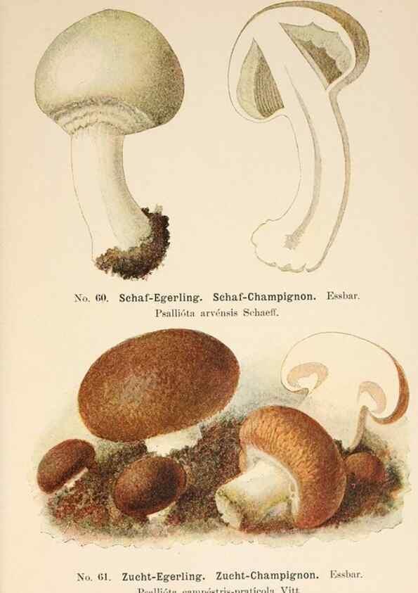 Reproducción/Reproduction 8509421735: Führer für Pilzfreunde.. Zwickau i. S.,Förster & Borries,1896.