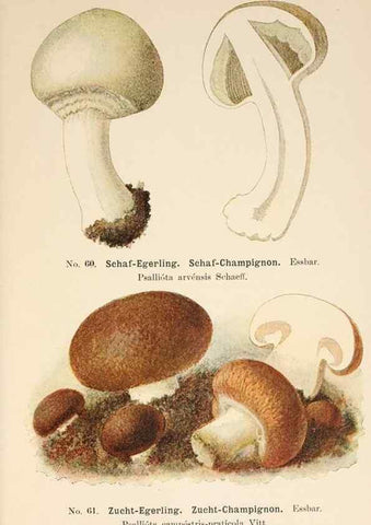 Reproducción/Reproduction 8509421735: Führer für Pilzfreunde.. Zwickau i. S.,Förster & Borries,1896.