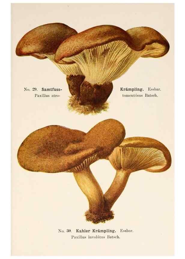 Reproducción/Reproduction 8510517728: Führer für Pilzfreunde.. Zwickau i. S.,Förster & Borries,1896.