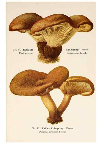 Reproducción/Reproduction 8510517728: Führer für Pilzfreunde.. Zwickau i. S.,Förster & Borries,1896.