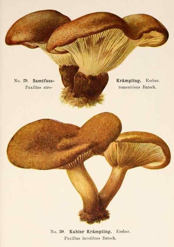 Reproducción/Reproduction 8510517728: Führer für Pilzfreunde.. Zwickau i. S.,Förster & Borries,1896.