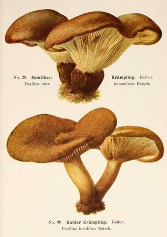 Reproducción/Reproduction 8510517728: Führer für Pilzfreunde.. Zwickau i. S.,Förster & Borries,1896.