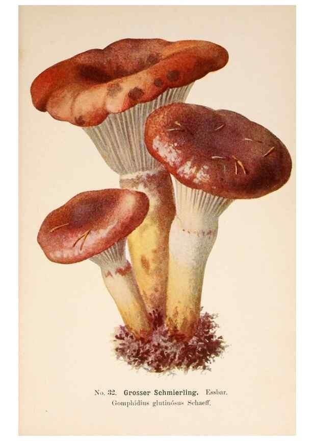 Reproducción/Reproduction 8509409943: Führer für Pilzfreunde.. Zwickau i. S.,Förster & Borries,1896.