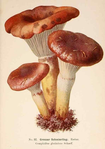 Reproducción/Reproduction 8509409943: Führer für Pilzfreunde.. Zwickau i. S.,Förster & Borries,1896.