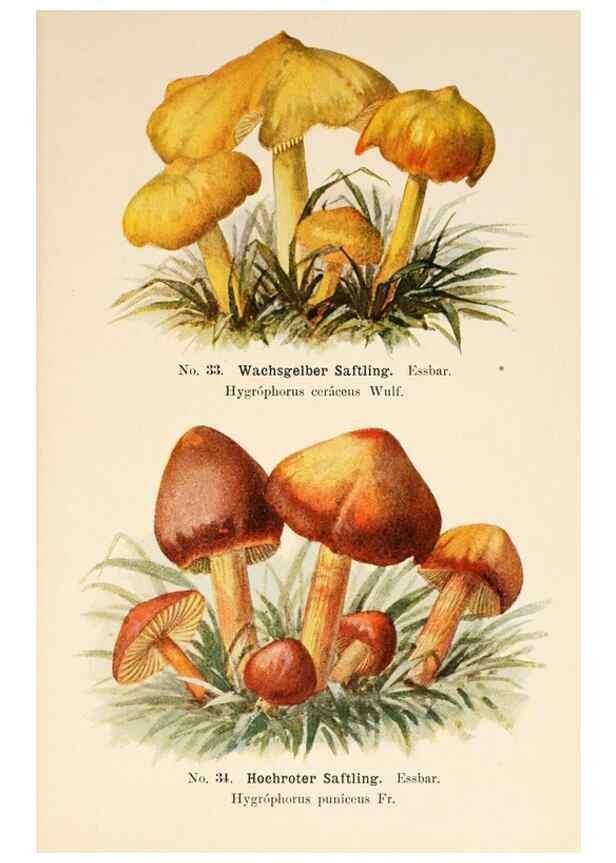 Reproducción/Reproduction 8509410311: Führer für Pilzfreunde.. Zwickau i. S.,Förster & Borries,1896.