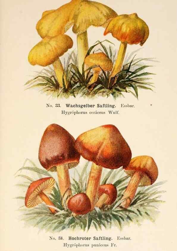 Reproducción/Reproduction 8509410311: Führer für Pilzfreunde.. Zwickau i. S.,Förster & Borries,1896.
