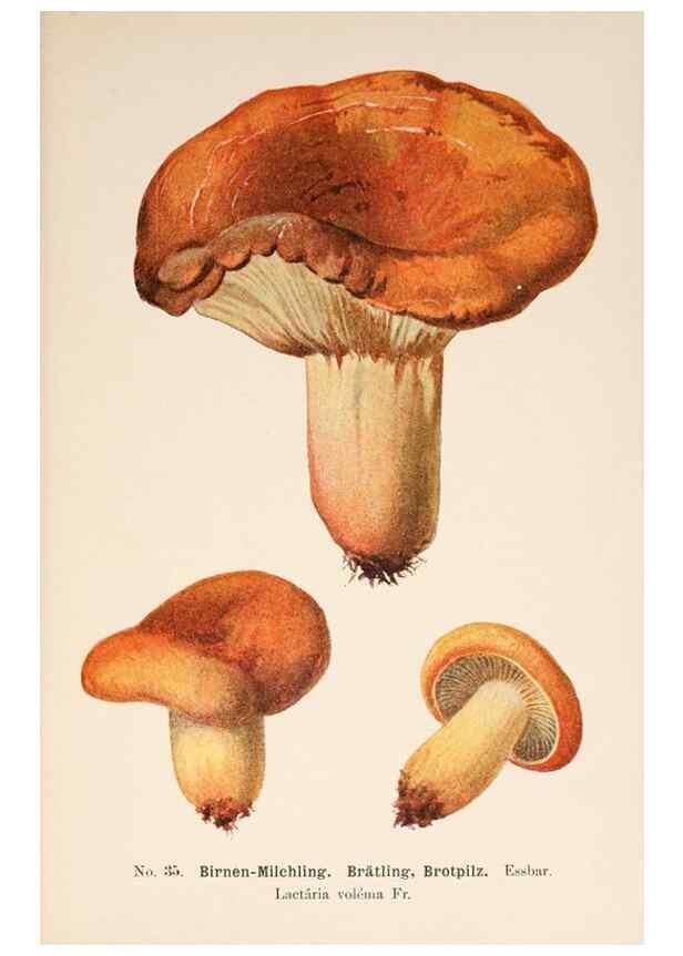 Reproducción/Reproduction 8509410651: Führer für Pilzfreunde.. Zwickau i. S.,Förster & Borries,1896.