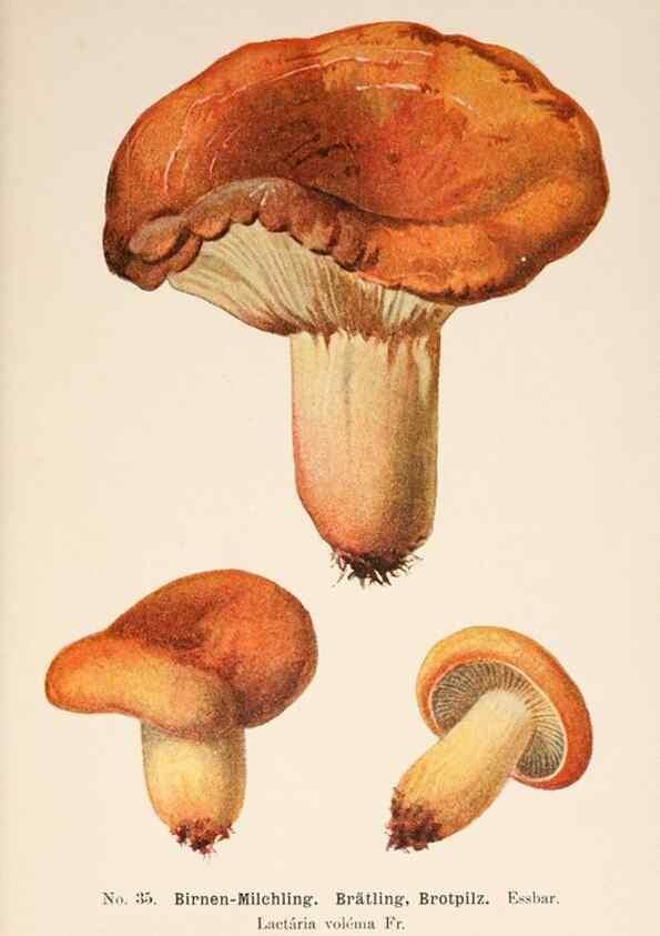 Reproducción/Reproduction 8509410651: Führer für Pilzfreunde.. Zwickau i. S.,Förster & Borries,1896.