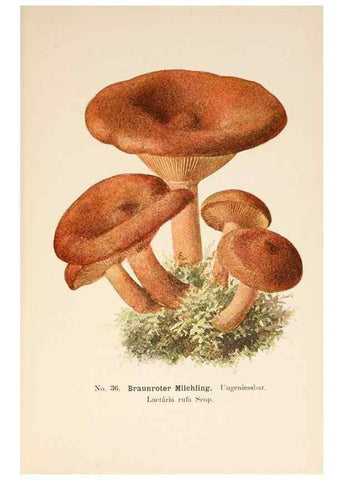 Reproducción/Reproduction 8510519548: Führer für Pilzfreunde.. Zwickau i. S.,Förster & Borries,1896.