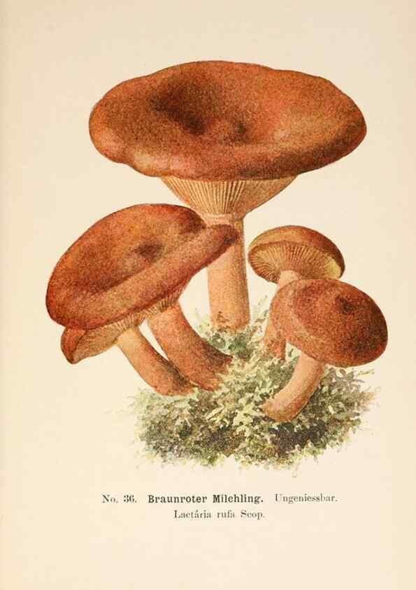 Reproducción/Reproduction 8510519548: Führer für Pilzfreunde.. Zwickau i. S.,Förster & Borries,1896.