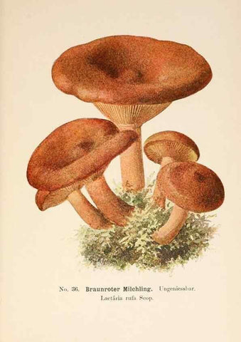 Reproducción/Reproduction 8510519548: Führer für Pilzfreunde.. Zwickau i. S.,Förster & Borries,1896.