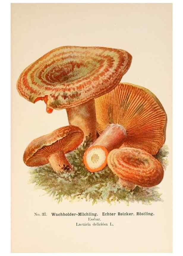 Reproducción/Reproduction 8509411675: Führer für Pilzfreunde.. Zwickau i. S.,Förster & Borries,1896.