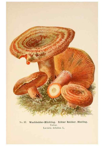 Reproducción/Reproduction 8509411675: Führer für Pilzfreunde.. Zwickau i. S.,Förster & Borries,1896.