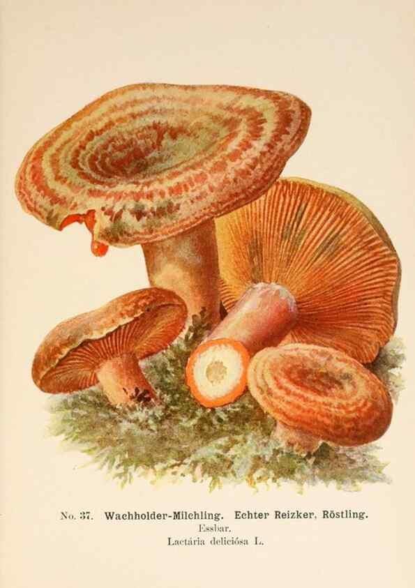 Reproducción/Reproduction 8509411675: Führer für Pilzfreunde.. Zwickau i. S.,Förster & Borries,1896.