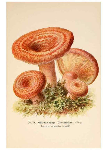 Reproducción/Reproduction 8510520496: Führer für Pilzfreunde.. Zwickau i. S.,Förster & Borries,1896.