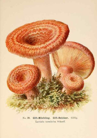 Reproducción/Reproduction 8510520496: Führer für Pilzfreunde.. Zwickau i. S.,Förster & Borries,1896.