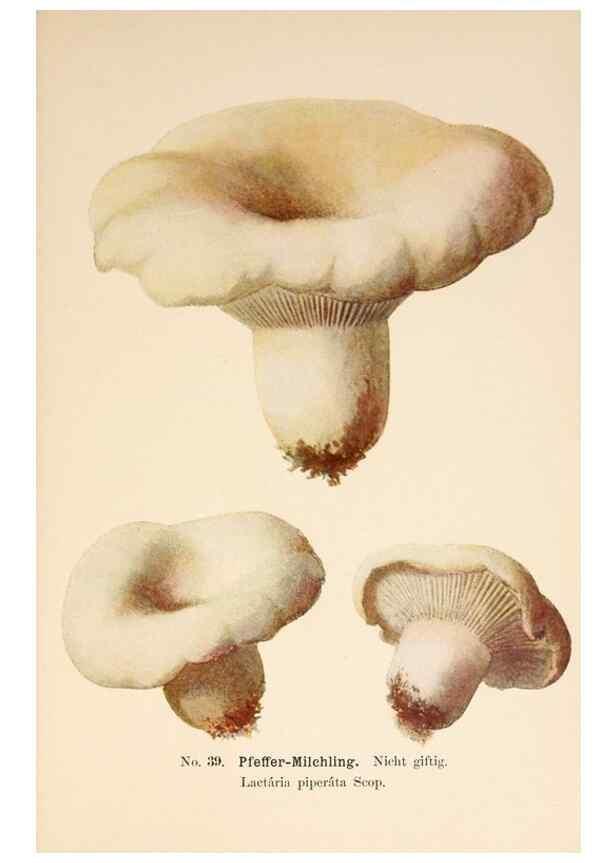 Reproducción/Reproduction 8509412263: Führer für Pilzfreunde.. Zwickau i. S.,Förster & Borries,1896.