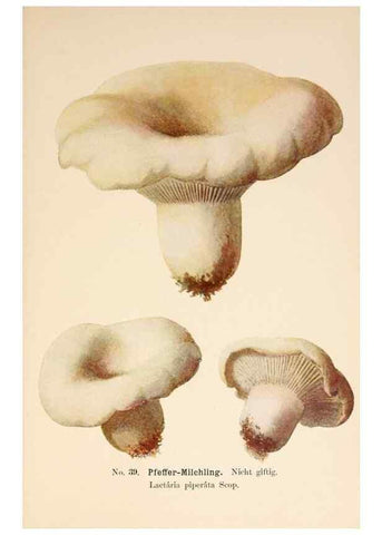 Reproducción/Reproduction 8509412263: Führer für Pilzfreunde.. Zwickau i. S.,Förster & Borries,1896.